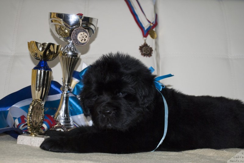 Фото: ньюфаундленд Черный Балу Макларен