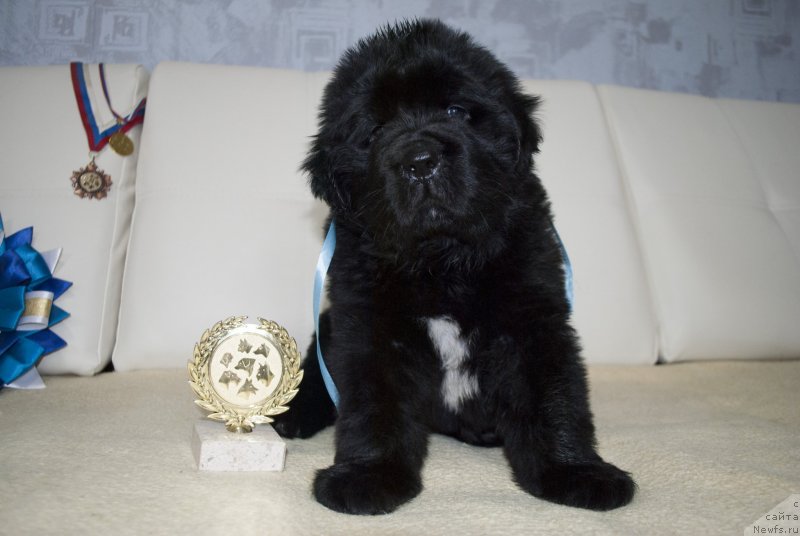 Фото: ньюфаундленд Черный Балу Макларен