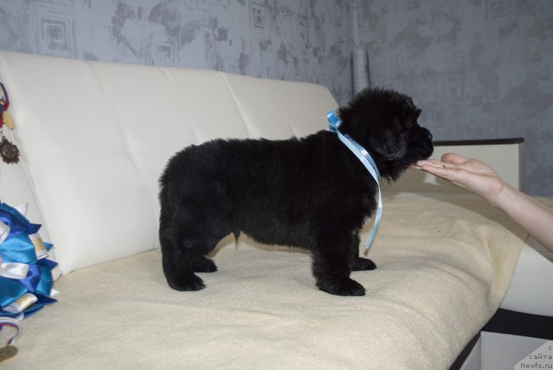 Фото: ньюфаундленд Черный Балу Макларен