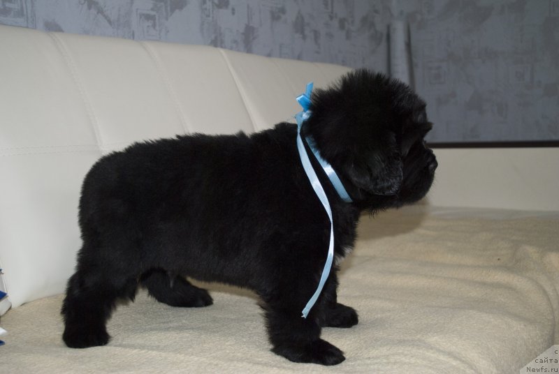 Фото: ньюфаундленд Черный Балу Макларен