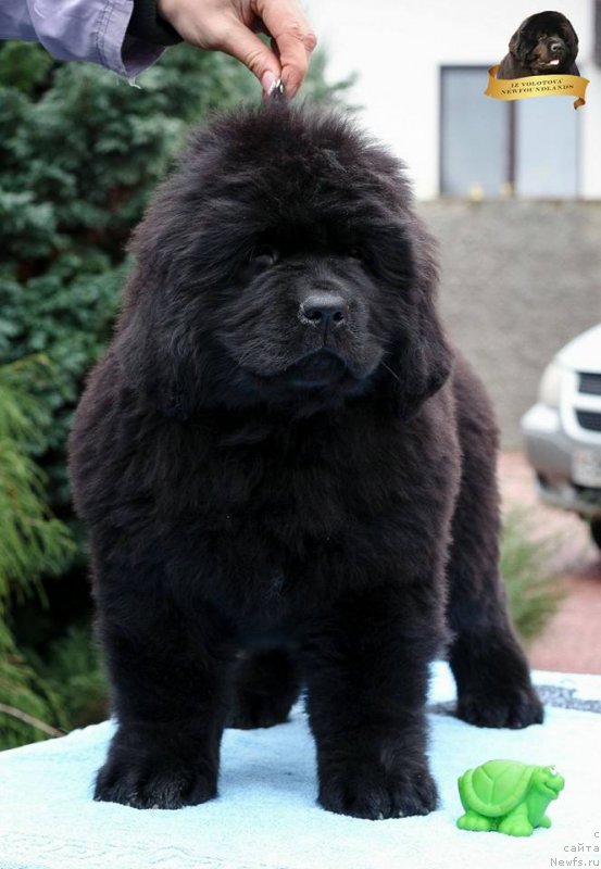 Фото: Виктор Хрищанович