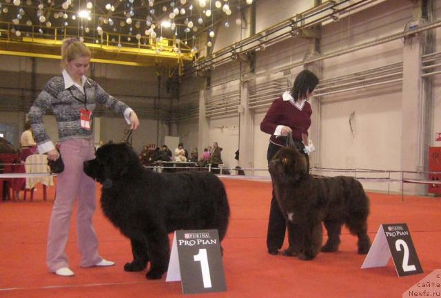 Фото: ньюфаундленд Рудольф Грант Персон Английский Лорд, ньюфаундленд Обуш Шед Юдашкин Стиль (Obush Shed Yudashkin Stil)