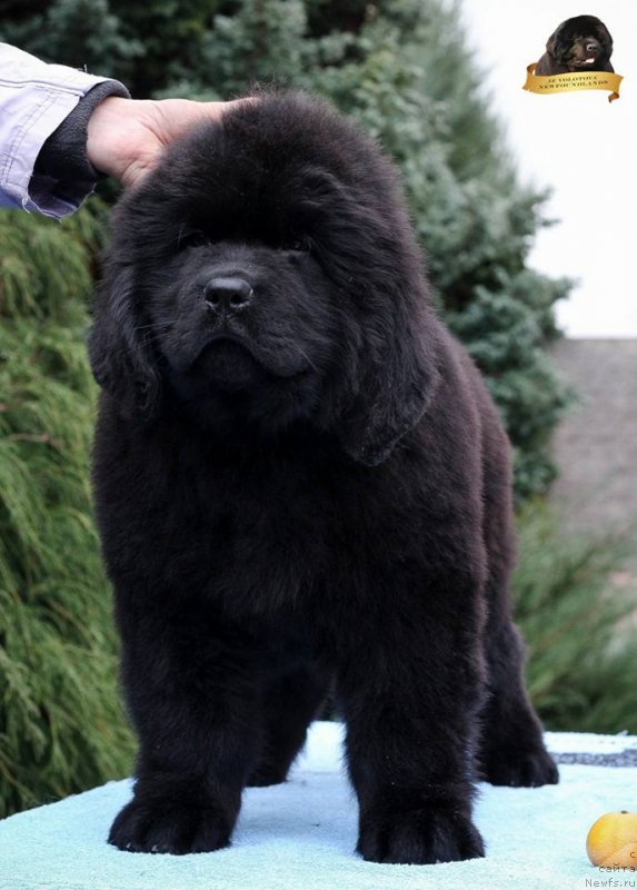 Фотография № 231801