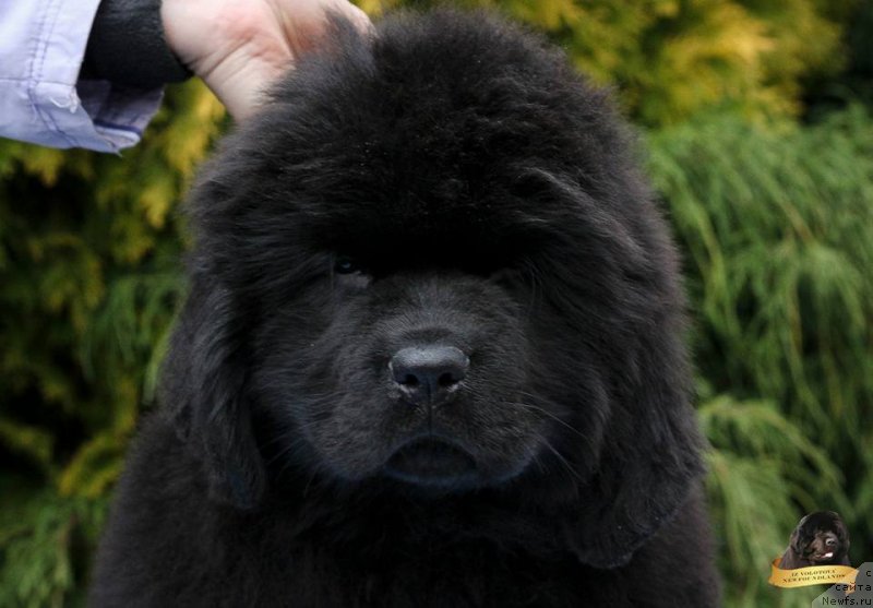 Фотография № 231804