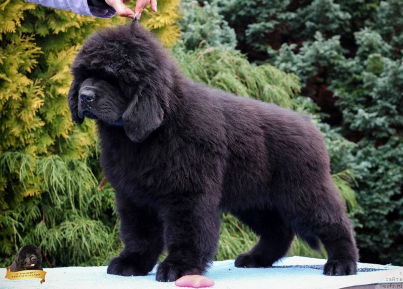 Фотография № 231805