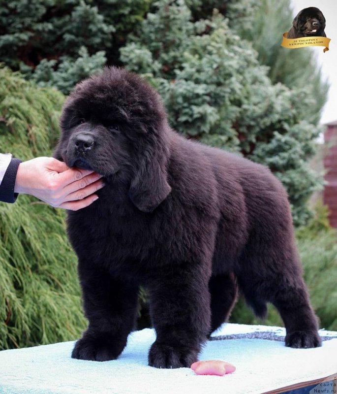 Фотография № 231808