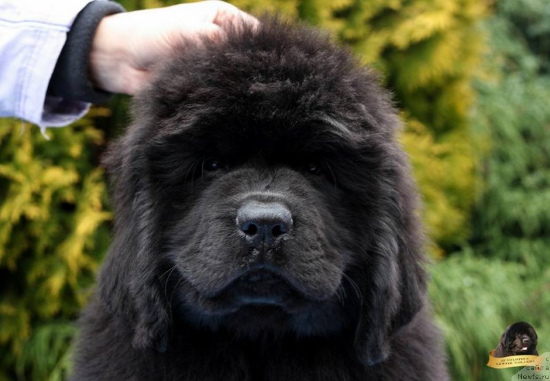 Фотография № 231810