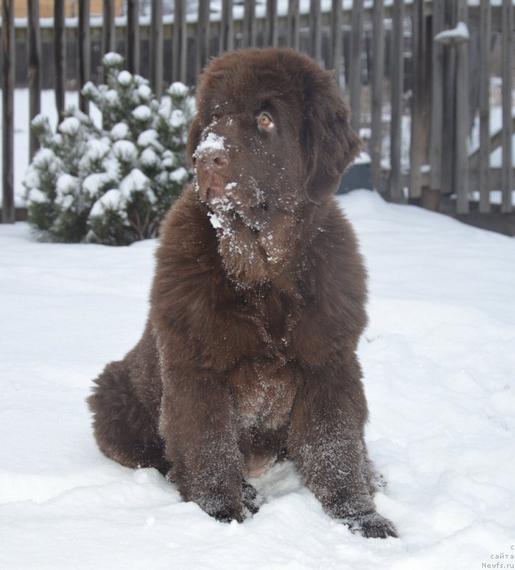 Фото: ньюфаундленд С'Нежная Вьюга Голден Пуриссима (S'Nezhnaya Vjuga Golden Purissima)