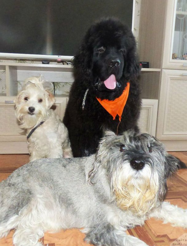 Фотография № 231820