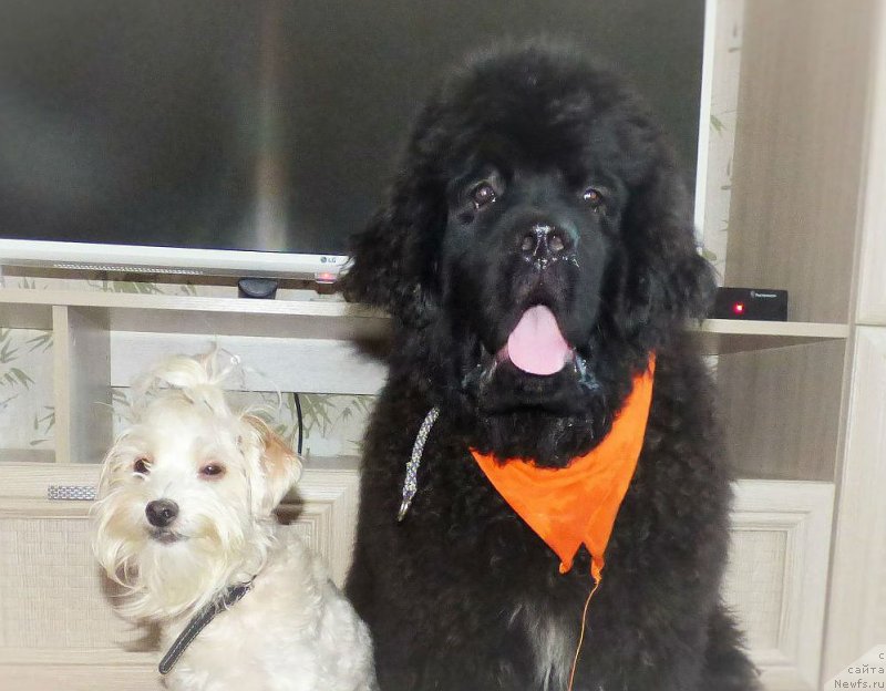 Фотография № 231821