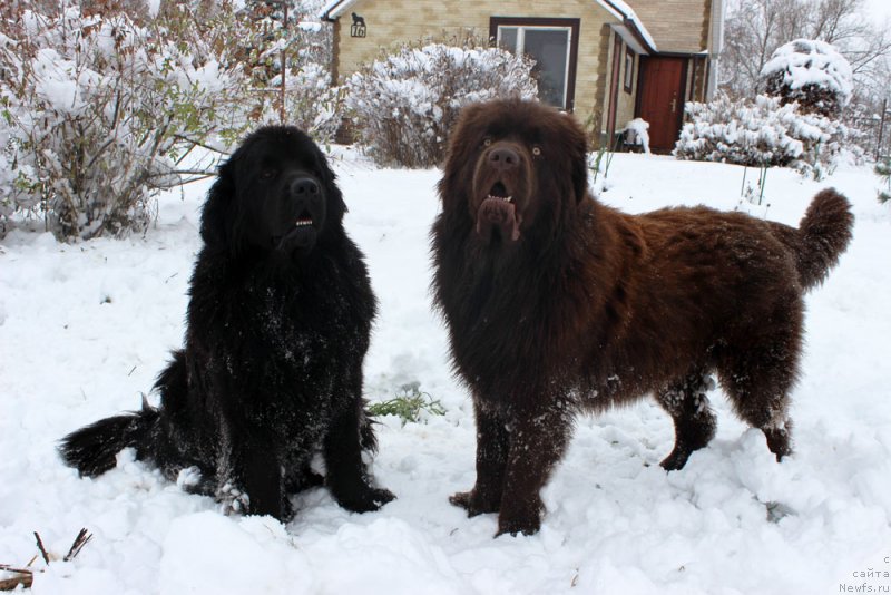 Фото: ньюфаундленд Браунблад МСК Харрикейн Хиггенс (Brownblood MSK Harricane Higgins), ньюфаундленд Браунблад  МСК Лион Лаби-Рони (Brownblood MSK Lyon Labi-Roni)
