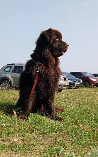 Фото: ньюфаундленд Браунблад МСК Стелла Софи