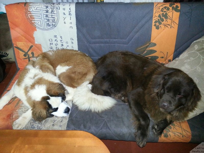 Фото: ньюфаундленд Браунблад МСК Сэмми Лесс