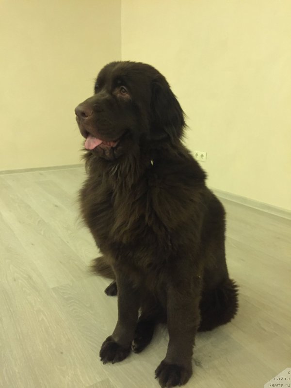 Фото: ньюфаундленд Браунблад МСК Севара Рейн