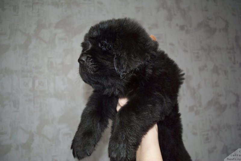 Фото: ньюфаундленд Черный Балу Мартин Иден