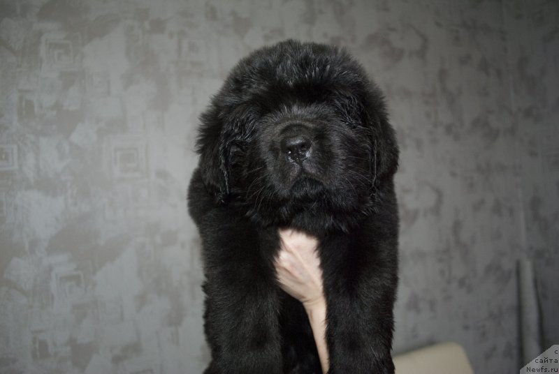 Фото: ньюфаундленд Черный Балу Мартин Иден