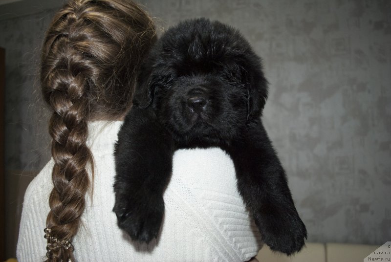 Фото: ньюфаундленд Черный Балу Мартин Иден