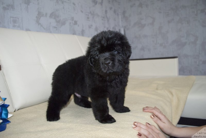 Фото: ньюфаундленд Черный Балу Мартин Иден