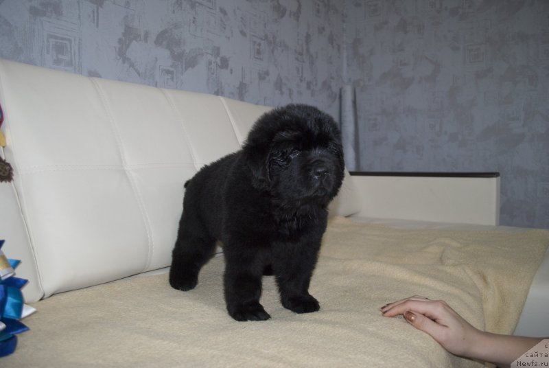 Фото: ньюфаундленд Черный Балу Мартин Иден