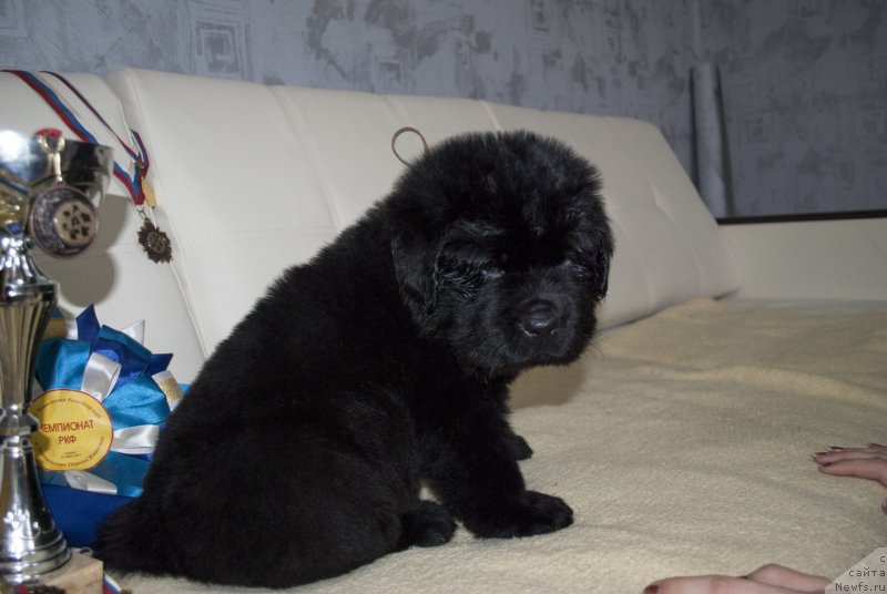 Фото: ньюфаундленд Черный Балу Мартин Иден