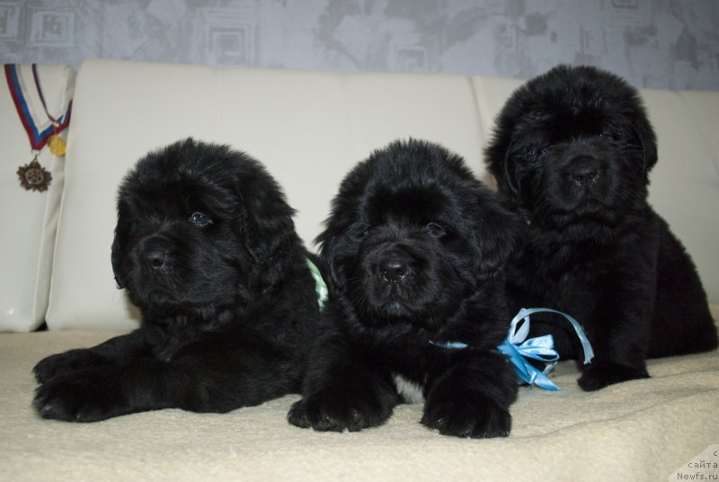 Фото: ньюфаундленд Степная Пальмира Естественно Я Лучший, ньюфаундленд Черный Балу Донна