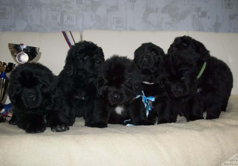 Фото: ньюфаундленд Степная Пальмира Естественно Я Лучший, ньюфаундленд Черный Балу Донна