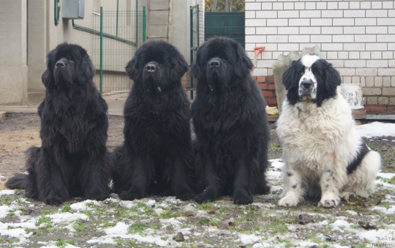 Фотография № 231845