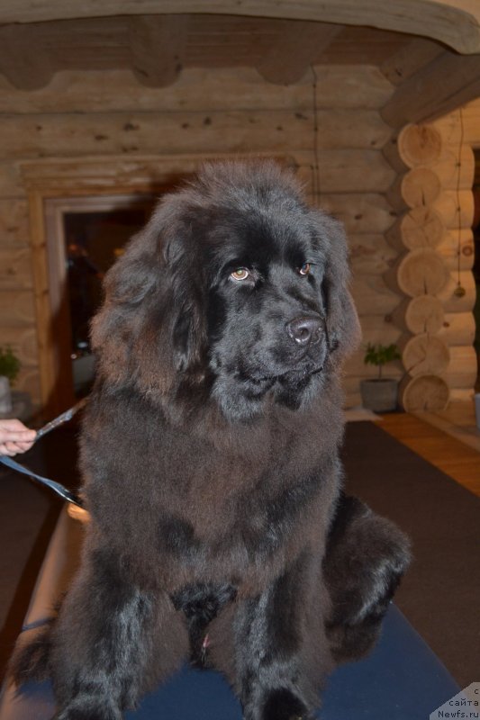 Фото: ньюфаундленд Терра Виктория Кинг оф зе Сан