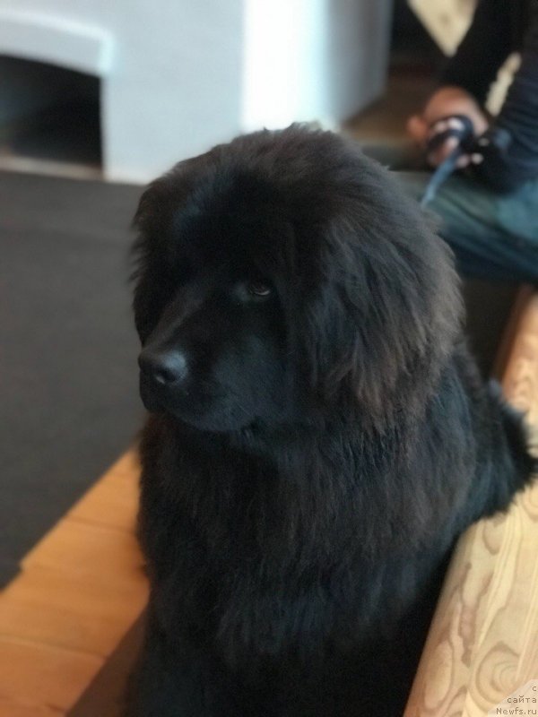 Фотография № 231856