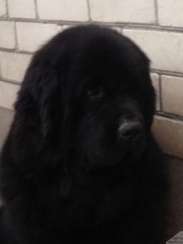 Фото: ньюфаундленд Моя Стихия Настасья Краса (Moya Stikhiya Nastasya Krasa)