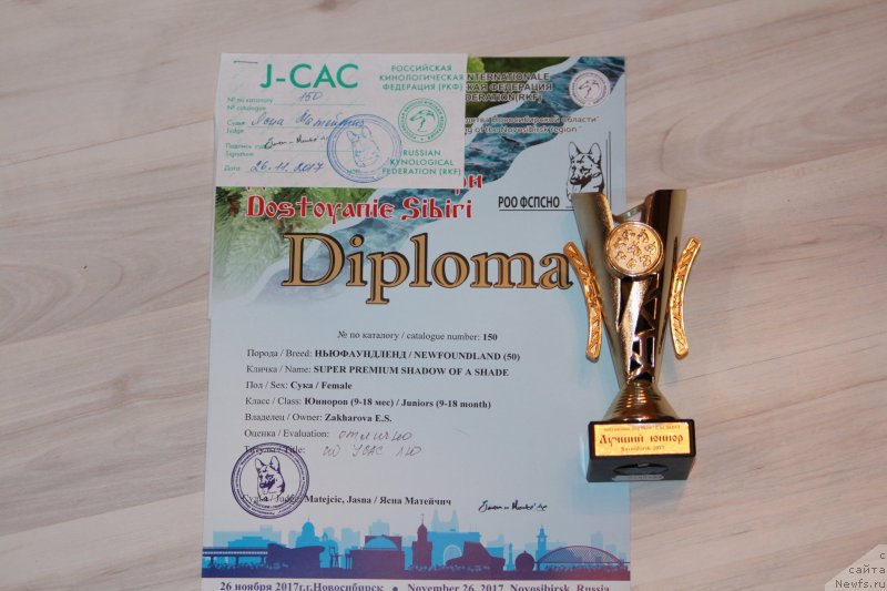 Фото: ньюфаундленд Супер Премиум Шадо оф э Шаде (Super Premium Shadow of a Shade)