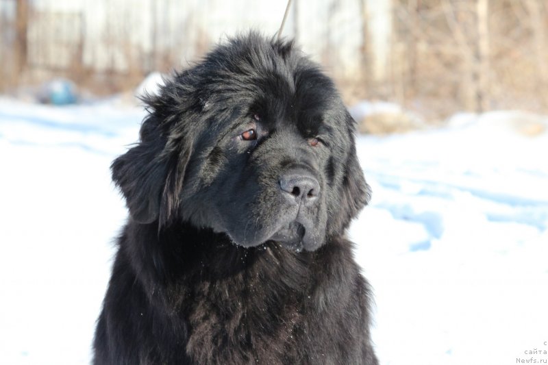 Фото: ньюфаундленд Супер Премиум Шадо оф э Шаде (Super Premium Shadow of a Shade)