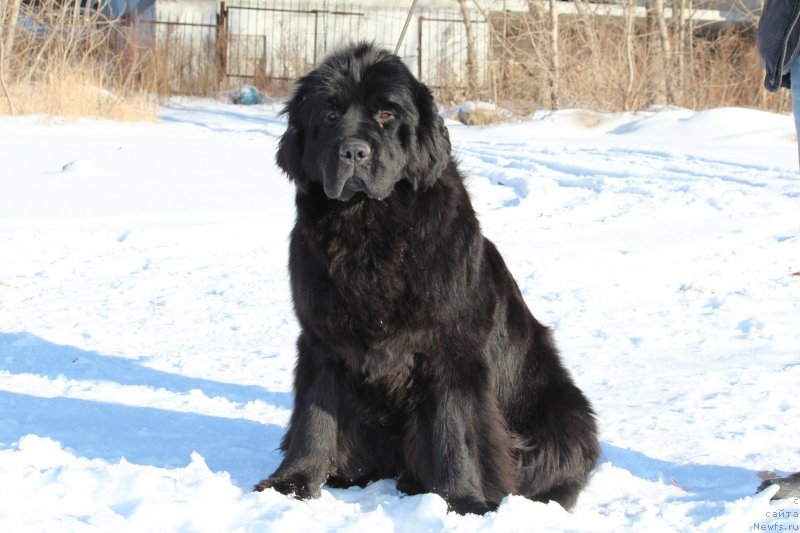 Фото: ньюфаундленд Супер Премиум Шадо оф э Шаде (Super Premium Shadow of a Shade)