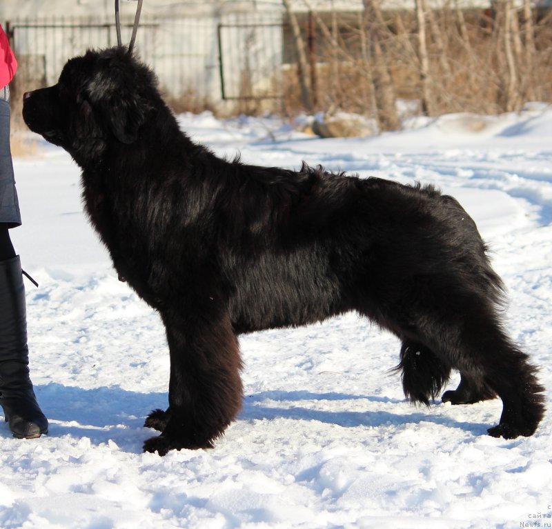 Фото: ньюфаундленд Супер Премиум Шадо оф э Шаде (Super Premium Shadow of a Shade)