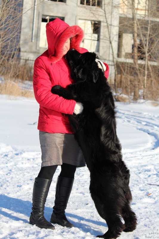 Фото: ньюфаундленд Супер Премиум Шадо оф э Шаде (Super Premium Shadow of a Shade)