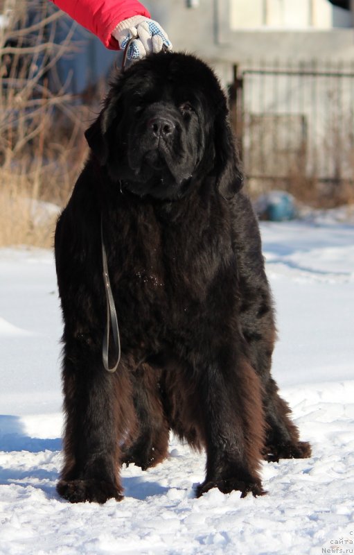 Фото: ньюфаундленд Супер Премиум Цар-Чи (Super Premium Char-Chi)