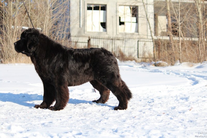 Фото: ньюфаундленд Супер Премиум Цар-Чи (Super Premium Char-Chi)