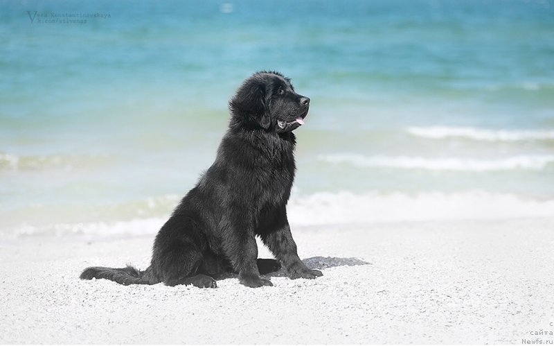 Фото: ньюфаундленд Идеал Тейст оф Виктори (Ideal Taste of Victory)