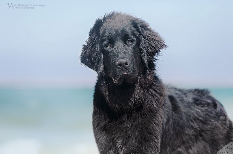 Фото: ньюфаундленд Идеал Тейст оф Виктори (Ideal Taste of Victory)