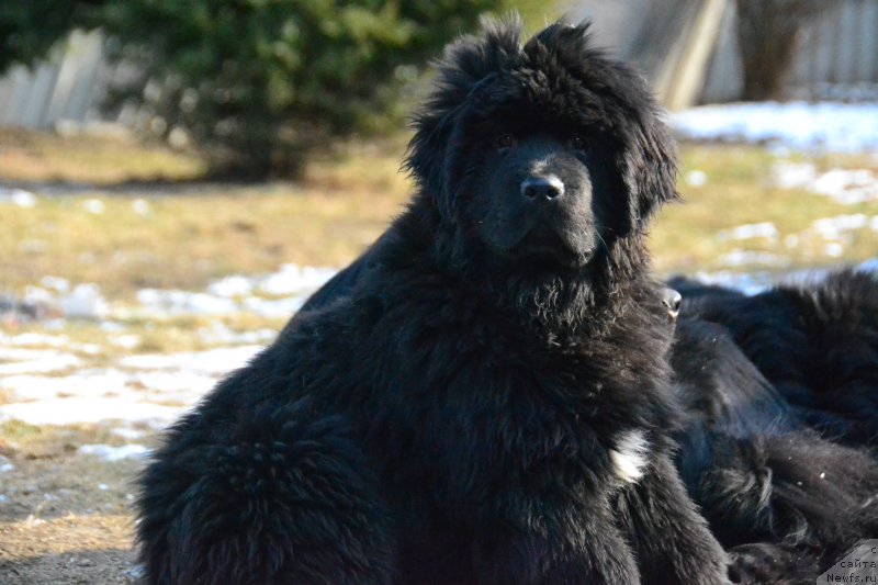 Фото: ньюфаундленд Талисман Моря Изумрудная Волна