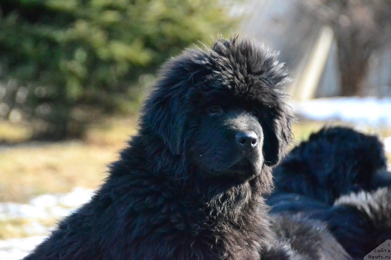 Фото: ньюфаундленд Талисман Моря Изумрудная Волна