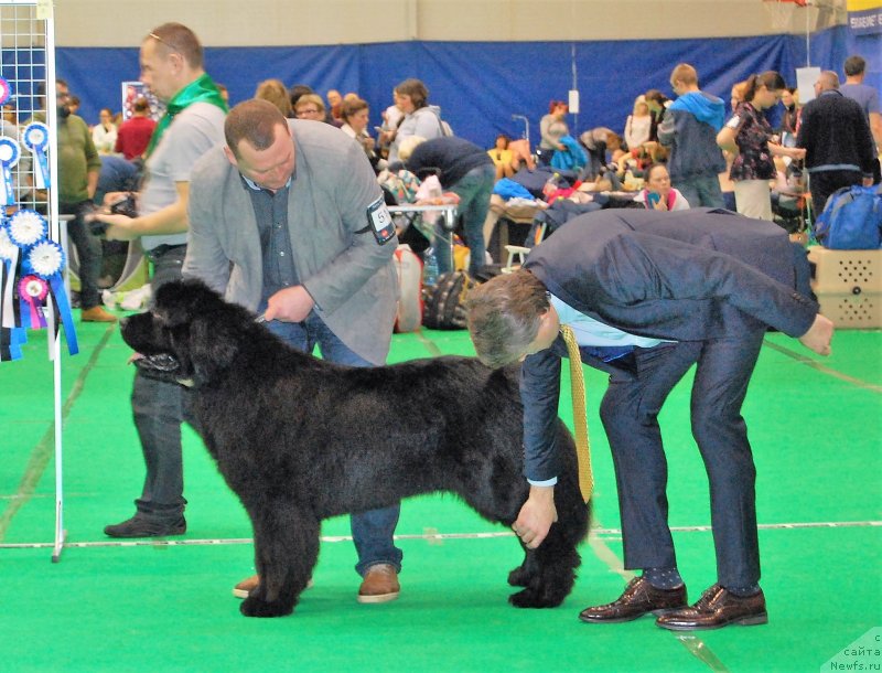 Фото: ньюфаундленд Браунблад МСК Амадей-Дефендер (Brownblood MSK Amadey-Defender)