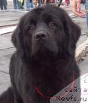 Фото: ньюфаундленд Полярная Ночка