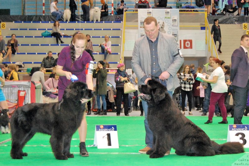 Фото: ньюфаундленд Браунблад МСК Амадей-Дефендер (Brownblood MSK Amadey-Defender)