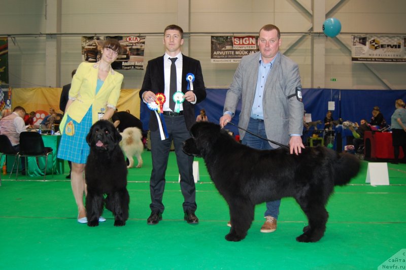 Фото: ньюфаундленд Браунблад МСК Амадей-Дефендер (Brownblood MSK Amadey-Defender), ньюфаундленд Моя Стихия Лорейн Дитрих (Moya Stikhiya Loreyn Ditrix)