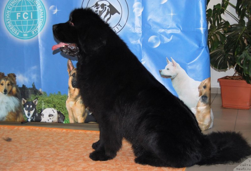 Фото: ньюфаундленд Браунблад МСК Амадей-Дефендер (Brownblood MSK Amadey-Defender)