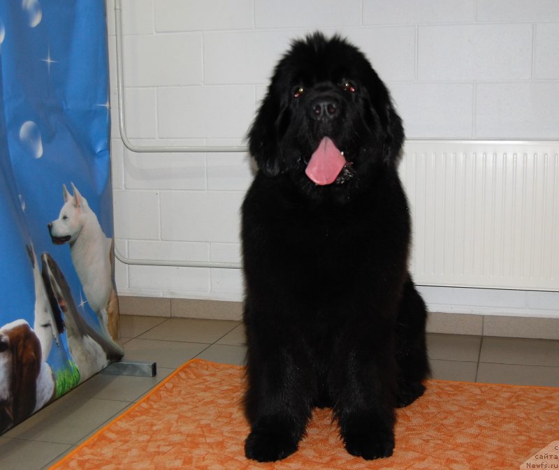 Фото: ньюфаундленд Браунблад МСК Амадей-Дефендер (Brownblood MSK Amadey-Defender)