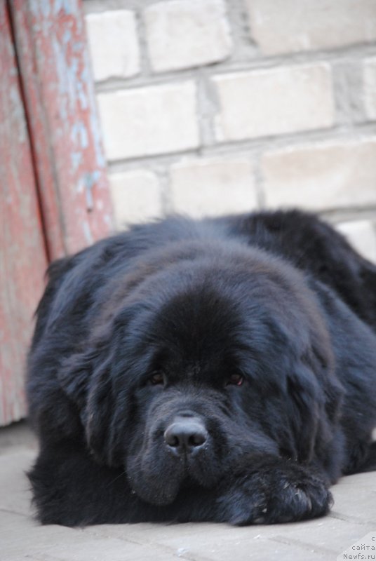 Фото: ньюфаундленд Моя Стихия Настасья Краса (Moya Stikhiya Nastasya Krasa)