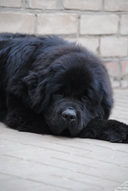 Фото: ньюфаундленд Моя Стихия Настасья Краса (Moya Stikhiya Nastasya Krasa)