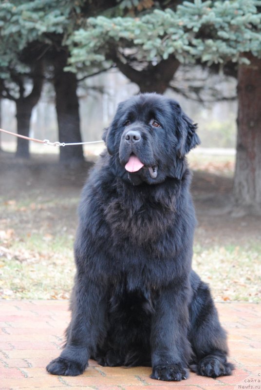 Фото: ньюфаундленд Моя Стихия Настасья Краса (Moya Stikhiya Nastasya Krasa)
